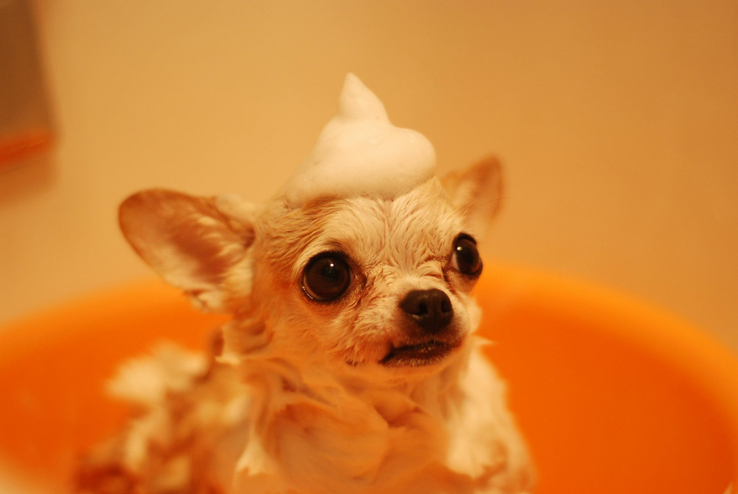 🛁 Grooming & Care