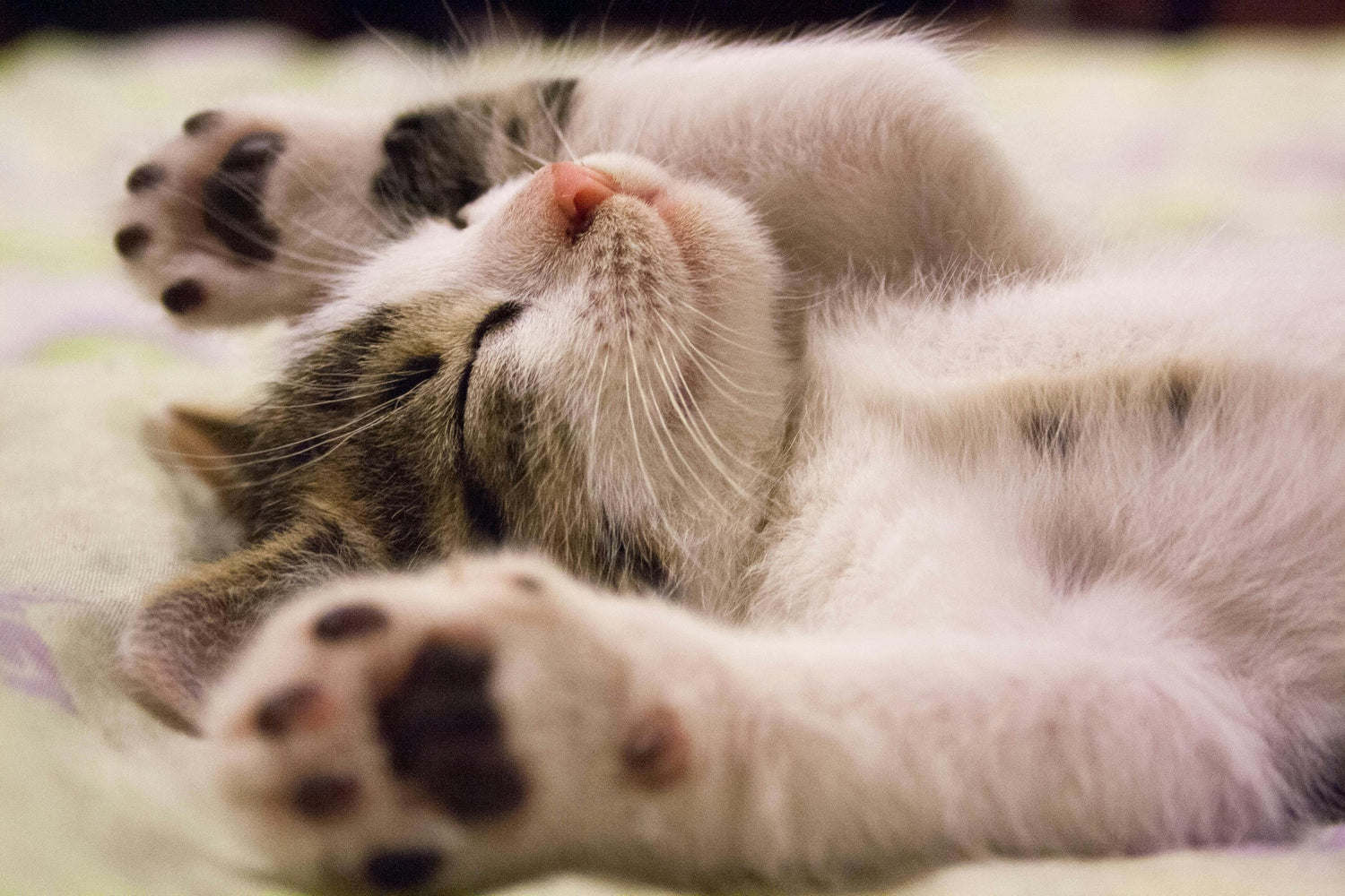 🐱 Cat essentials